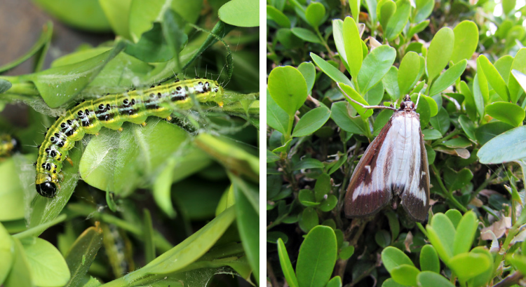 se débarrasser de la pyrale